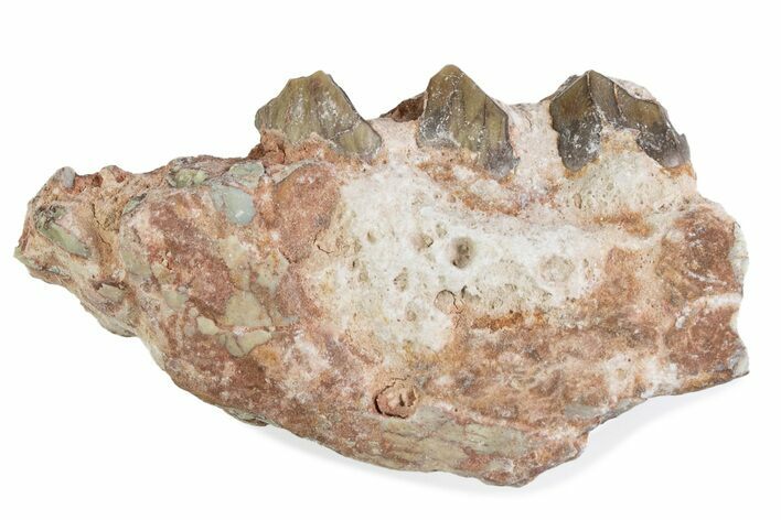 Fossil Oreodont (Merycoidodon) Jaw Section - South Dakota #375547